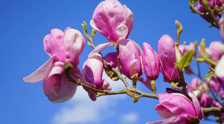magnoliahof almere